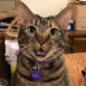 Meet your Posher, Desi